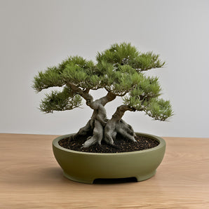 Runder Bonsai-Topf mit kleinem, stabilem Fuß
