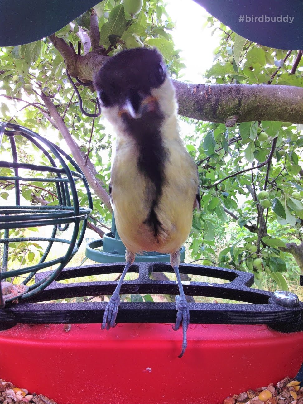 Bird Buddy Front Perch Improved - Bequemes Füttern für kleine Vögel
