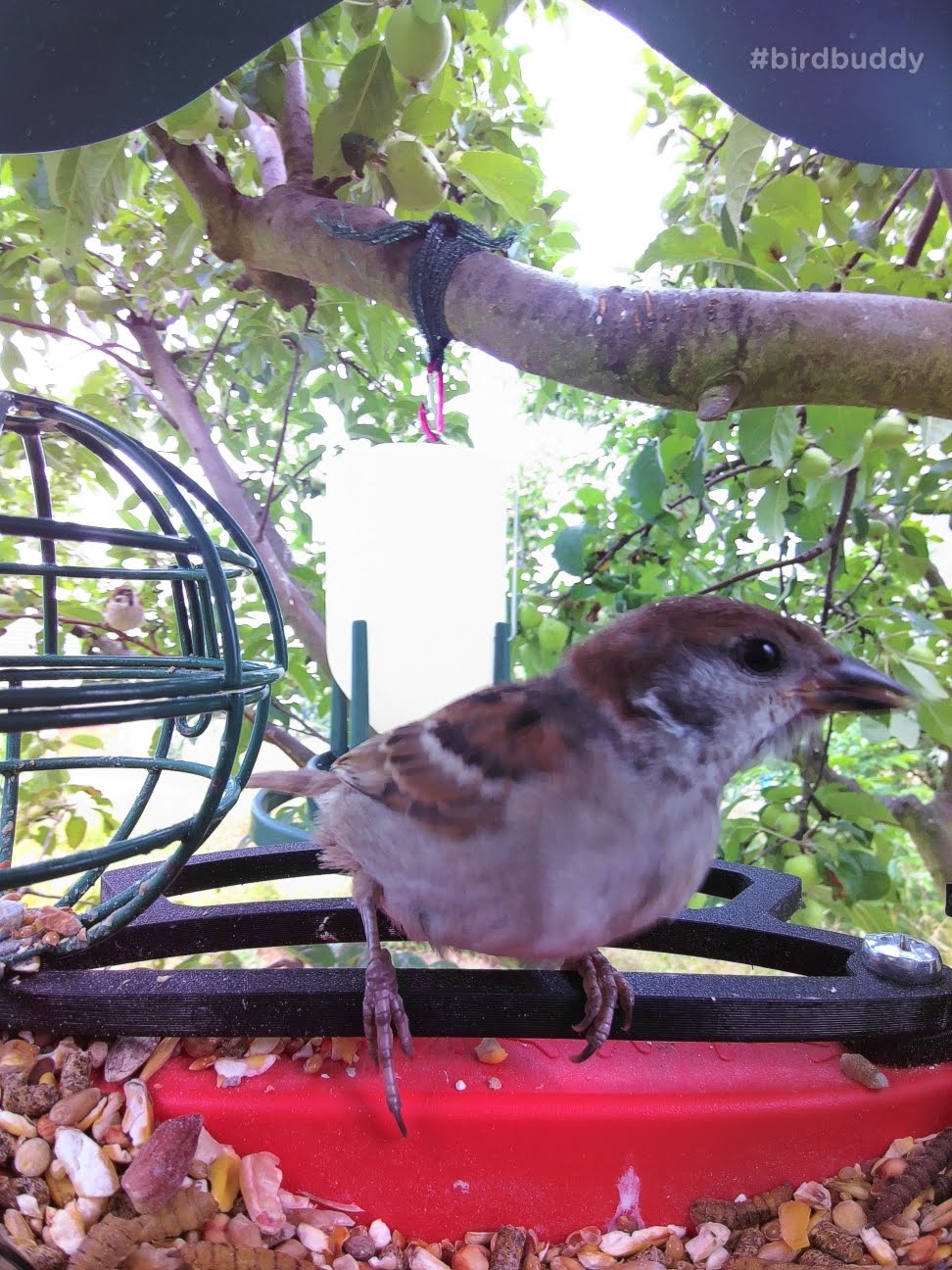 Bird Buddy Front Perch Improved - Bequemes Füttern für kleine Vögel