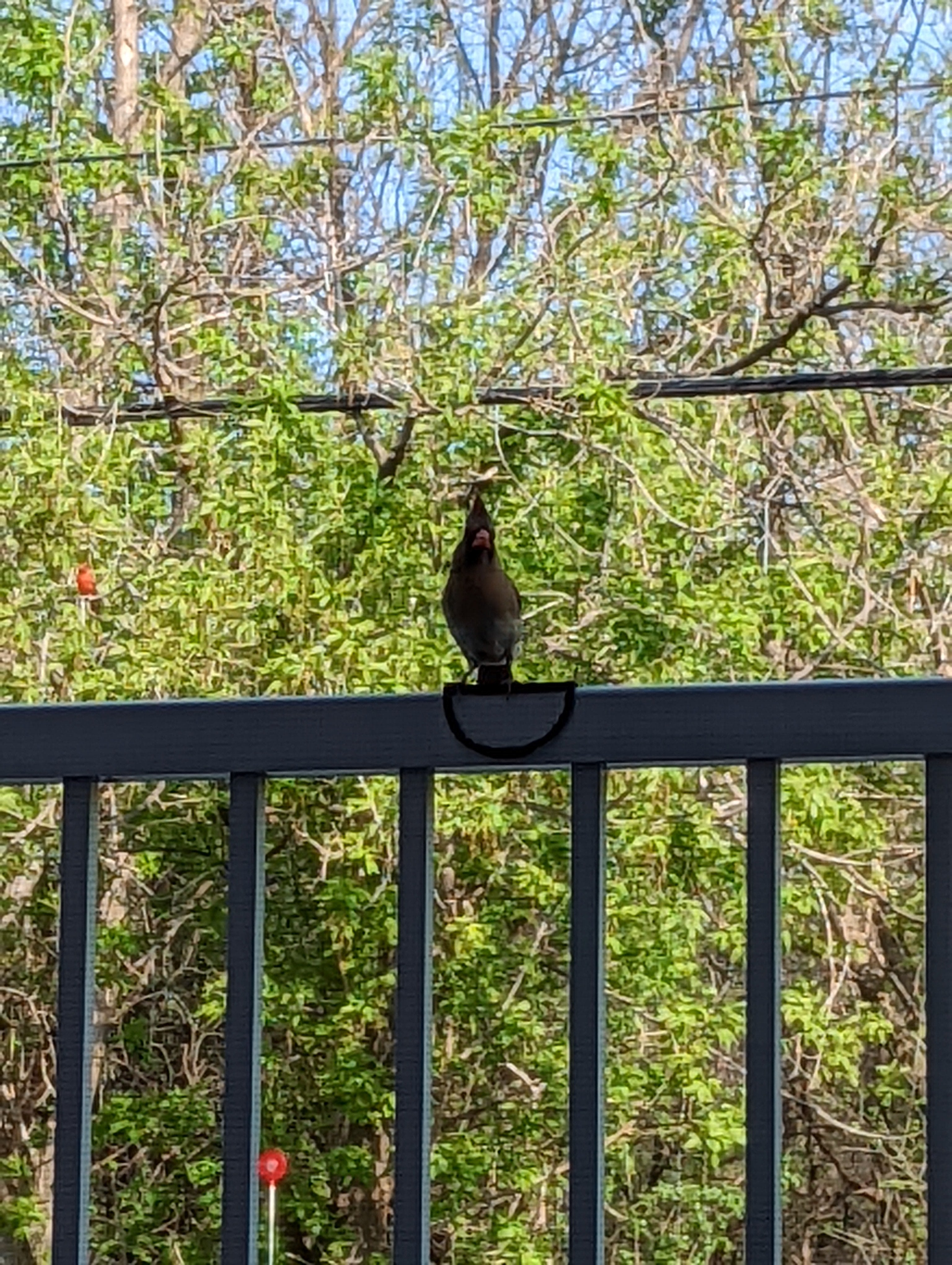 Sicherer Vogellandeplatz - Vogel-Rail Perch