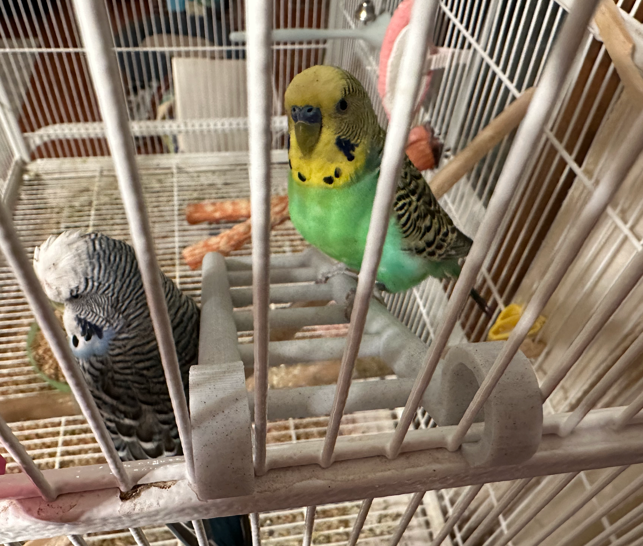 Lustige Vogelleiter für Wellensittiche und Sittiche