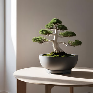 Moderner minimalistischer Bonsai-Topf mit Abflussplatte