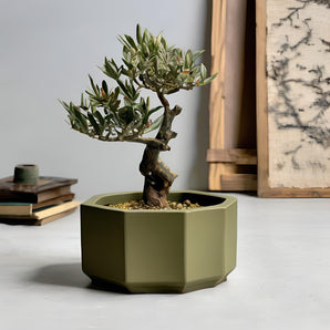 Achteckiger Bonsai-Topf mit flachem Boden