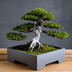 Minimalistischer quadratischer Topf für Bonsai-Bäume