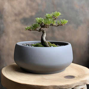 Moderner runder Bonsai-Topf für das Zuhause